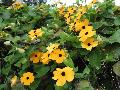 Black-Eyed Susan Vine / Thunbergia alata